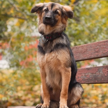 Собаки в добрые руки - Сонечка - 1