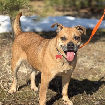 Джуди - Собаки в добрые руки