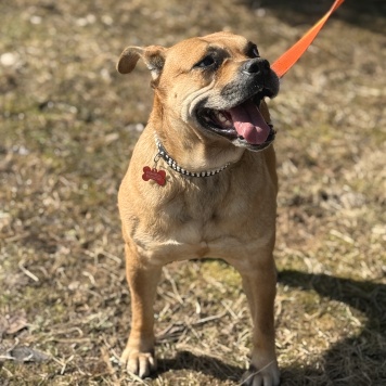 Собаки в добрые руки - Джуди - 1