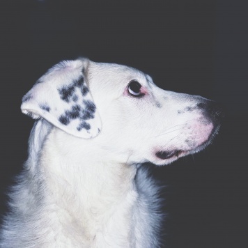 Собаки в добрые руки - Вольт