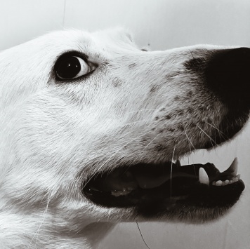 Собаки в добрые руки - Вольт - 1