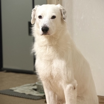 Собаки в добрые руки - Вольт - 2