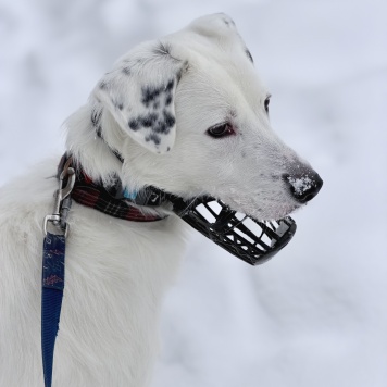 Собаки в добрые руки - Вольт - 3