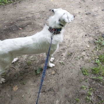 Собаки в добрые руки - Вольт - 4