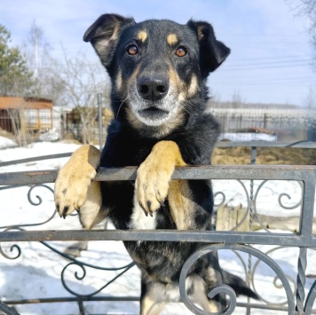 Собаки в добрые руки - Жорж