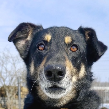 Собаки в добрые руки - Жорж - 1