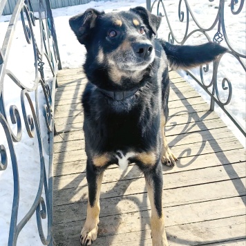 Собаки в добрые руки - Жорж - 2