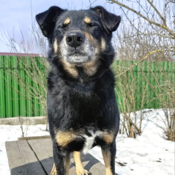 Собаки в добрые руки - Жорж - 3