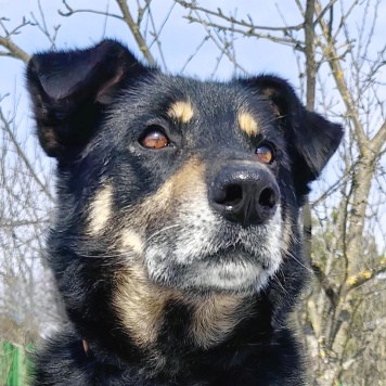 Собаки в добрые руки - Жорж - 4