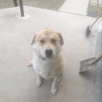 Собаки в добрые руки - Марс