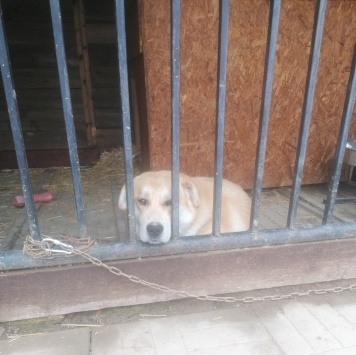 Собаки в добрые руки - Марс - 1