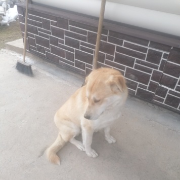 Собаки в добрые руки - Марс - 2