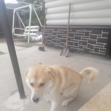 Собаки в добрые руки - Марс - 3