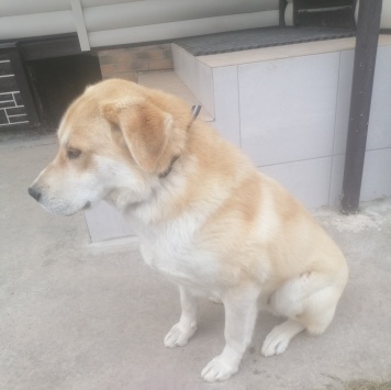 Собаки в добрые руки - Марс - 4