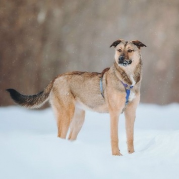Собаки в добрые руки - Сади - 1