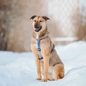 Собаки в добрые руки - Сади - 2