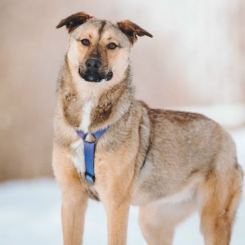 Собаки в добрые руки - Сади - 3