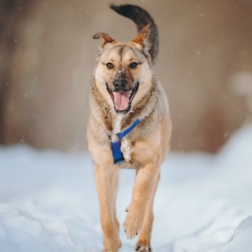 Собаки в добрые руки - Сади - 4