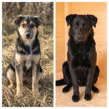 Кира и Миша - Собаки в добрые руки