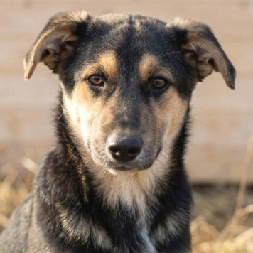 Собаки в добрые руки - Кира и Миша - 1