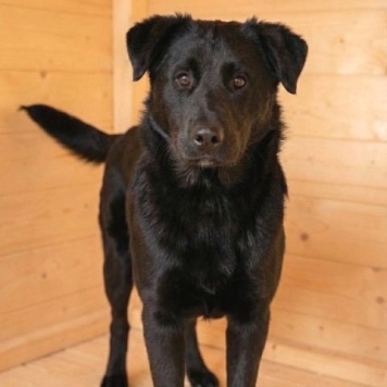 Собаки в добрые руки - Кира и Миша - 2