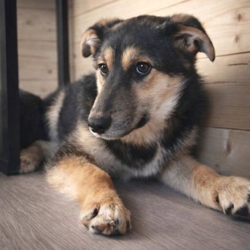 Собаки в добрые руки - Кира и Миша - 3