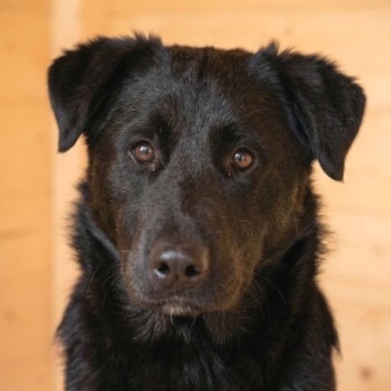 Собаки в добрые руки - Кира и Миша - 4