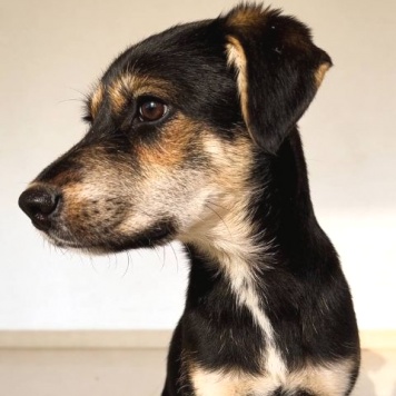 Собаки в добрые руки - Индеец - 2