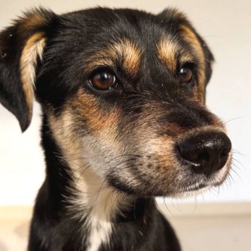 Собаки в добрые руки - Индеец - 3