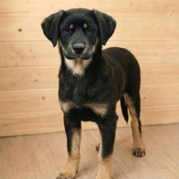 Собаки в добрые руки - Каштанка