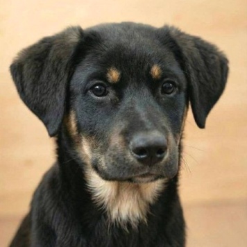 Собаки в добрые руки - Каштанка - 1