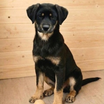 Собаки в добрые руки - Каштанка - 2