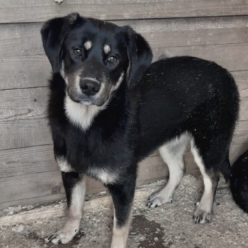 Собаки в добрые руки - Каштанка - 3