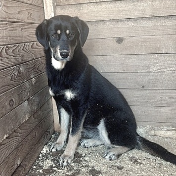 Собаки в добрые руки - Каштанка - 4