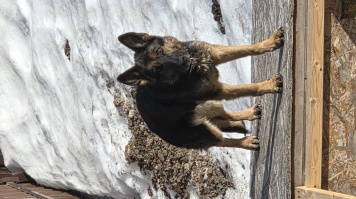 Собаки в добрые руки - Герда