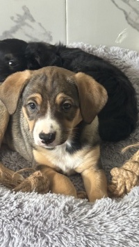 Булочка - Собаки в добрые руки