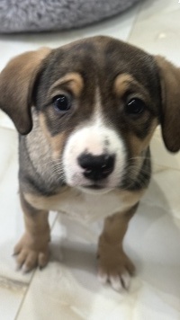 Собаки в добрые руки - Булочка - 1