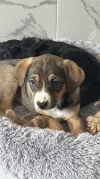 Собаки в добрые руки - Булочка - 2