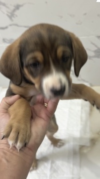 Собаки в добрые руки - Булочка - 3