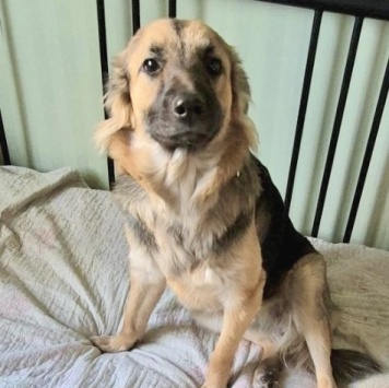 Собаки в добрые руки - Соня