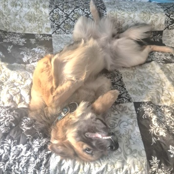 Собаки в добрые руки - Соня - 1