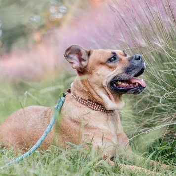 Собаки в добрые руки - Чили