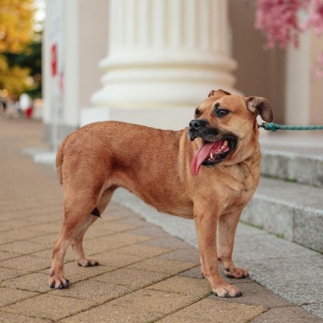 Собаки в добрые руки - Чили - 1