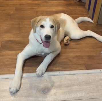 Юта - Собаки в добрые руки