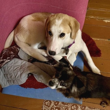 Собаки в добрые руки - Юта - 1