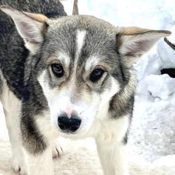 Сэм - Собаки в добрые руки