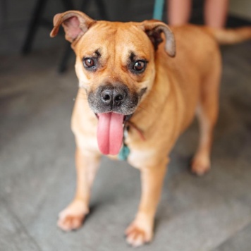 Собаки в добрые руки - Джуди