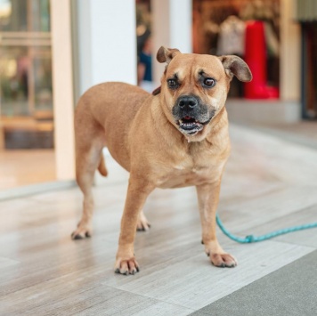 Собаки в добрые руки - Джуди - 1