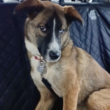 Собаки в добрые руки - Уна