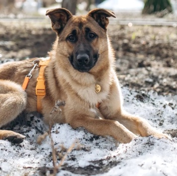 Собаки в добрые руки - Микки